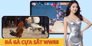 Đá Gà Cựa Sắt WW88 - Cập Nhật Thông Tin Chuẩn Nên Biết